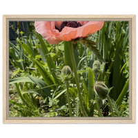 Framed Canvas Art: Soft Pink Poppy Bloom – Choose Your Size & Wood Frame