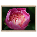 Framed canvas print with pink peony blossom in light wood frame