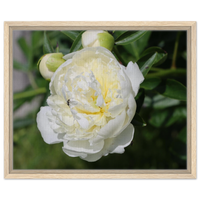 White Peony Blossom Framed Canvas Print – Serene Floral Art in Your Choice of Frame & Size