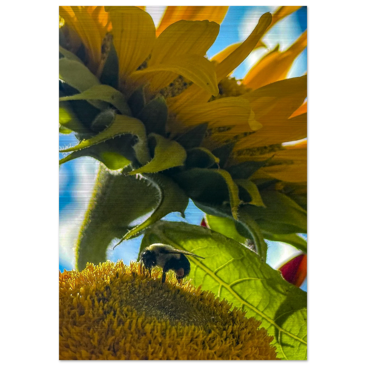Bee and Sunflower Aluminum Art Panel