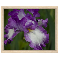 Vibrant Purple Iris Framed Canvas Print - Nature's Elegance for Your Wall