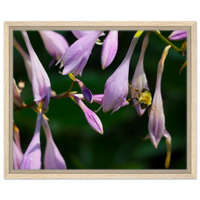 Bumblebee's Delight: Vibrant Lavender Bloom Framed Canvas Print