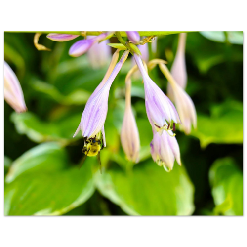 Bee and lavender hosta blooms in sharp focus, fine art photograph