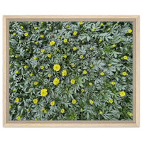 Vibrant Yellow Marigold Field Canvas Print – Framed Nature Art for Your Home, in Your Choice of Frame & Size