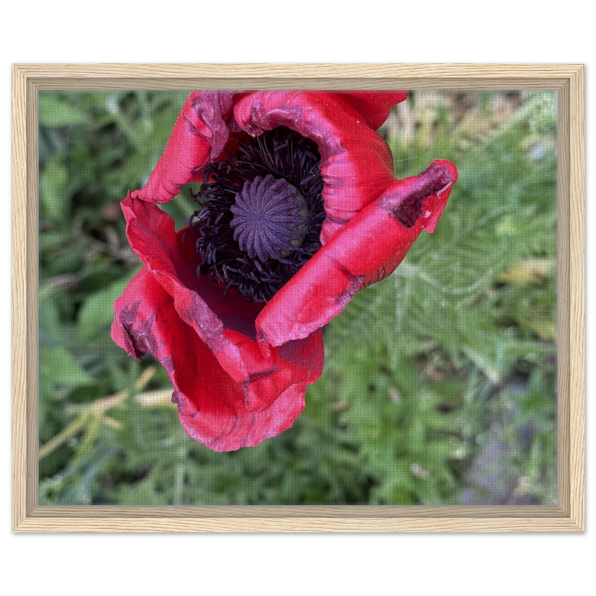 Framed canvas print with a close-up red poppy and green background in light wood frame.