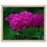 Vibrant Fuchsia Geraniums Framed Canvas – Bring Your Walls to Life with Blooming Beauty and Sustainable Style