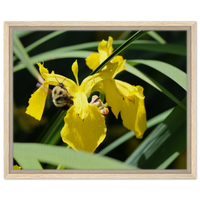 Vibrant Bumblebee on Yellow Iris - Framed Canvas Art for Nature Lovers in Your Choice of Frame & Size