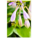 Portrait orientation of a bee on lavender hosta flower surrounded by greenery