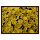Framed yellow chrysanthemum canvas artwork in deep brown wood frame