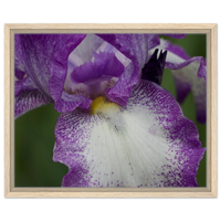 Vibrant Iris Bloom Framed Canvas Art - Purple & White Floral Photography for Elegant Home Decor