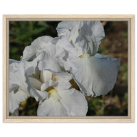 Elegant White Iris Bloom - Framed Canvas Print with Your Choice of Wood Frame & Size