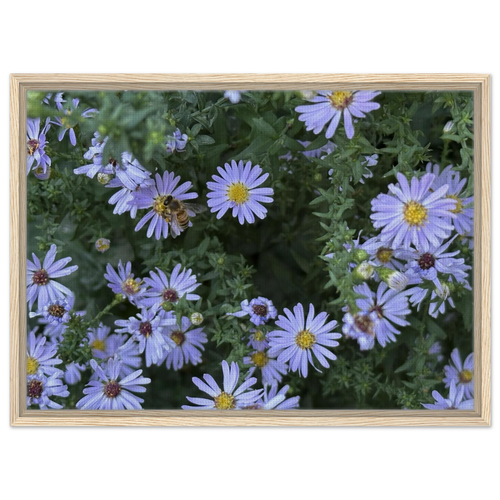 Framed canvas print of lilac aster blossoms and bee with natural wood frame