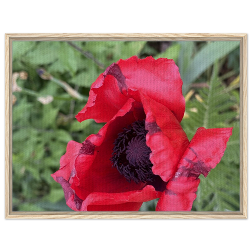 Framed canvas of a single red poppy flower in light wood frame