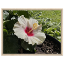 White hibiscus flower canvas art with light beige frame