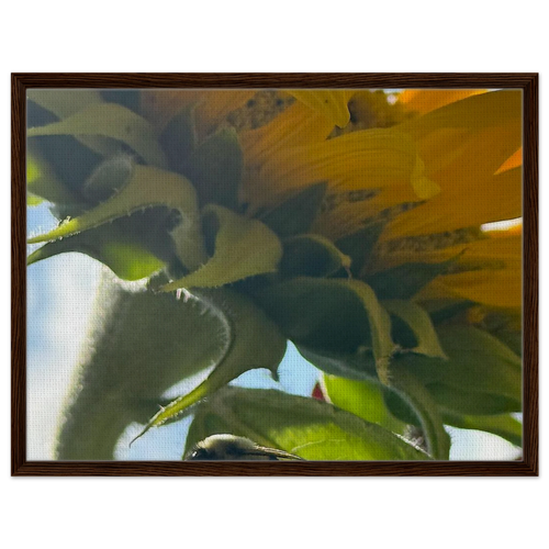 Sunflower canvas artwork in walnut frame with floral focus