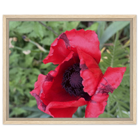 Red Poppy Nature Framed Canvas