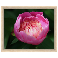 Vibrant Peony Blossom Framed Canvas Print – Choose Your Size & Frame