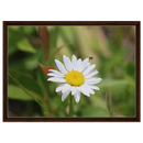 Daisy meadow canvas print with deep walnut wood frame