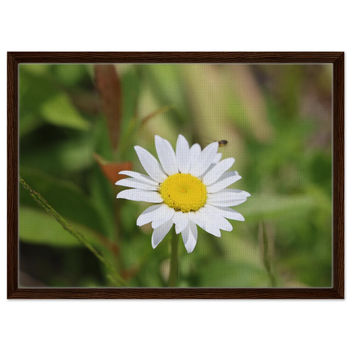 Daisy meadow canvas print with deep walnut wood frame