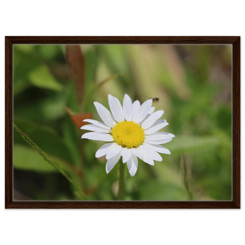 Daisy meadow canvas print with deep walnut wood frame