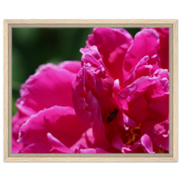 Vibrant Fuchsia Peony Bloom Framed Canvas Print – Choose Your Size & Frame Style