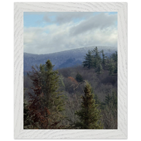 Winter Forest Framed Fine Art Print
