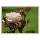 30227646-c5cf-4f5b-be4d-2df24d58e3d0