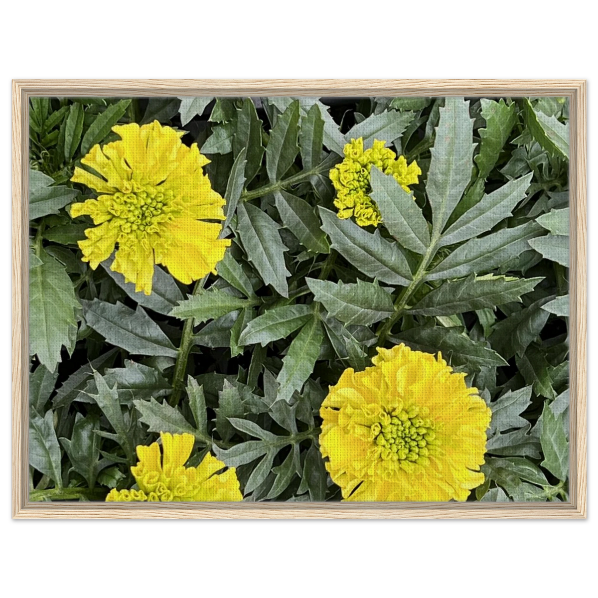 Yellow marigold and green foliage canvas print with light frame