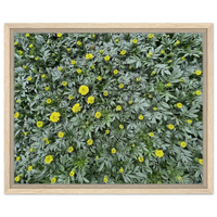 Vibrant Yellow Marigold Blooms Framed Canvas – Nature's Zest for Your Space