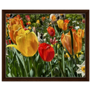 Framed canvas print of yellow and red tulips with daffodils in a dark wood frame