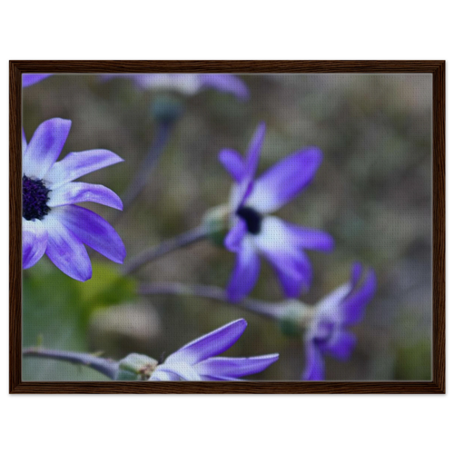Framed canvas artwork featuring purple daisies in a walnut frame