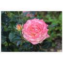 Soft pink rose and surrounding greenery, natural garden background.