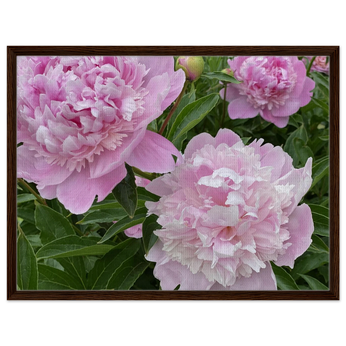 Framed canvas art featuring pink peonies with medium brown frame
