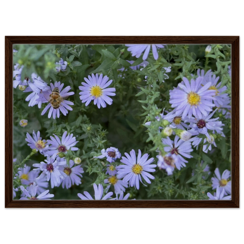 Framed canvas print of lilac aster blooms with a bee, medium brown wood frame