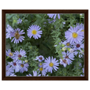 Framed canvas print of lilac aster blooms with a bee, dark brown wood frame
