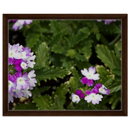 Verbena bloom canvas print in dark wood frame, close-up