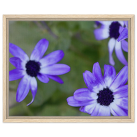 Vibrant Purple Daisies Framed Canvas - Botanical Art for Modern Homes, Your Choice of Frame & Size