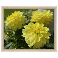 Vibrant Yellow Dahlia Bloom Framed Canvas Print – Choose Your Size & Frame