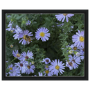 Framed canvas print of lilac aster blossoms and bee with matte black frame