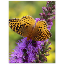 Close-up of an orange and black butterfly resting on a vibrant purple wildflower