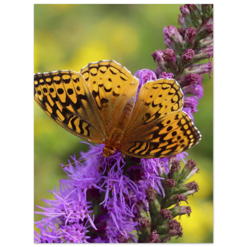Close-up of an orange and black butterfly resting on a vibrant purple wildflower