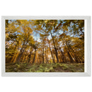 Framed autumn forest landscape with sunlight, horizontal layout, white wood frame