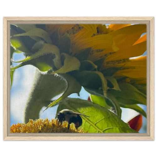 Close-up framed canvas of sunflower and bee with light oak frame