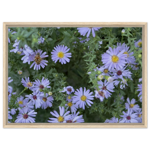Framed canvas print of lilac aster blooms with a bee, natural wood frame
