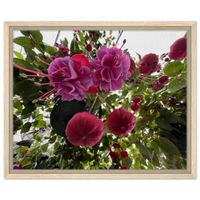 Vibrant Fuchsia Bloom Framed Canvas Print – Choose Your Size & Frame Color