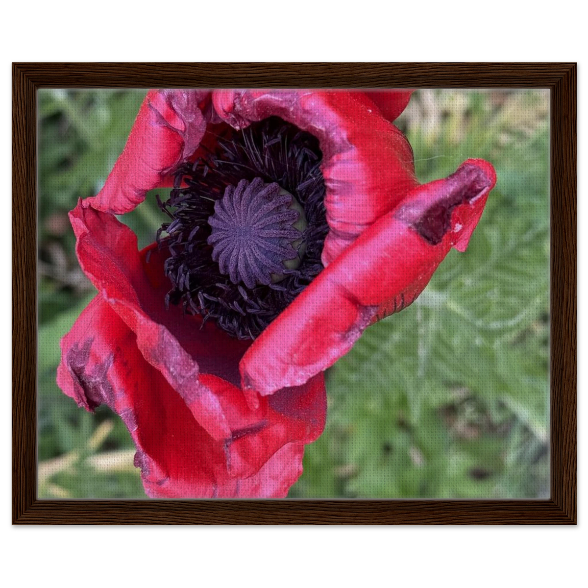 Framed canvas print with a close-up red poppy and green background in dark wood frame.