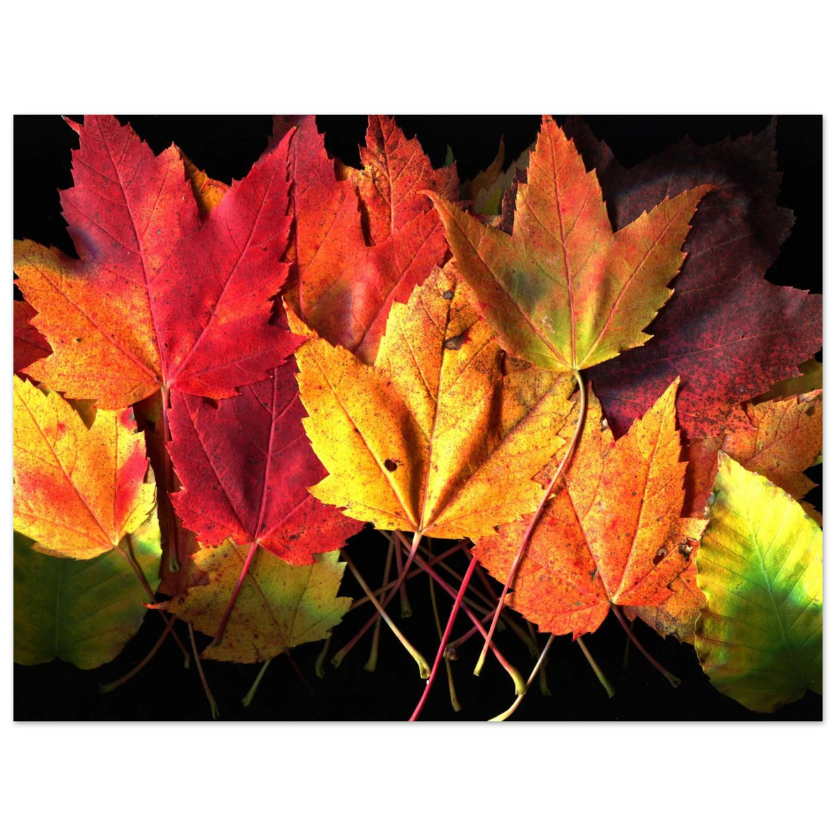 Archival art print of vivid maple leaves in red, yellow, and green on a black background.