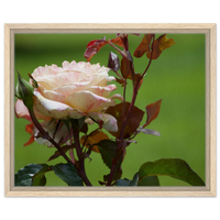 Blush & Ivory Rose Framed Canvas Art - Elegant Floral Print in 3 Frame Finishes