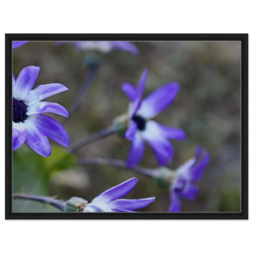 Framed canvas artwork featuring purple daisies in a matte black frame
