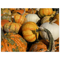 Small Pumpkins Fine Art Poster